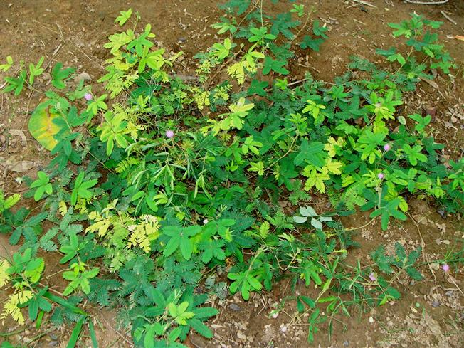 Mimosa pudica